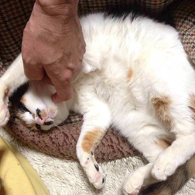 Kinanさんの実例写真