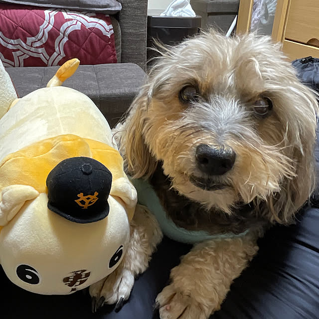 Annieさんの実例写真