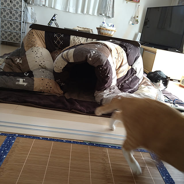 koromaroさんの実例写真