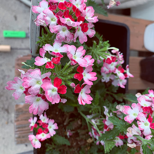 ayuminさんの実例写真