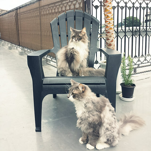 meco8さんの実例写真