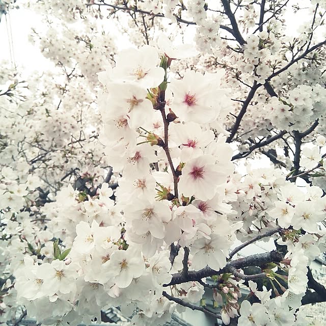 VERANDARJUNさんの実例写真