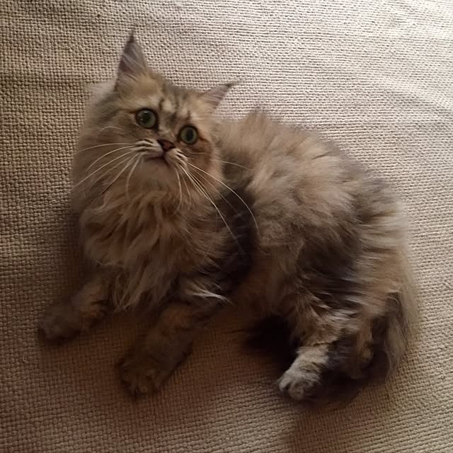 butachanさんの実例写真