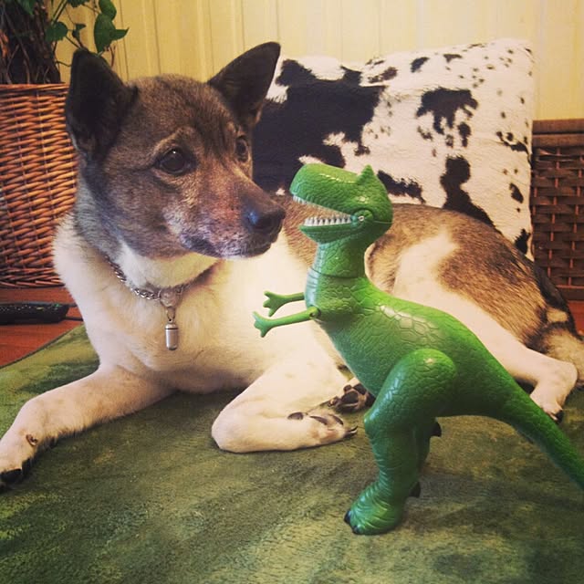 実例写真