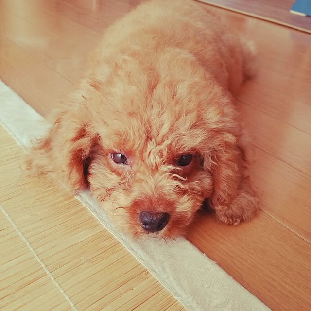 tomoki.さんの実例写真