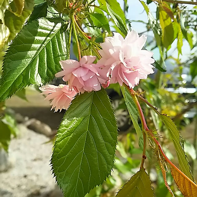 sunflowerさんの実例写真