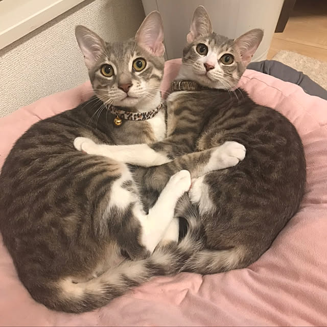 K.Chiakiさんの実例写真