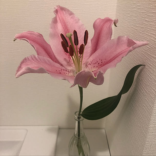 Reinaさんの実例写真