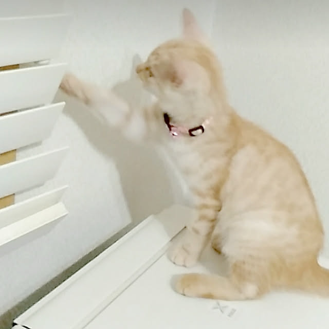 heart.emiemi57.whiteさんの実例写真