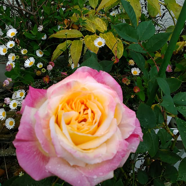 shoko0420さんの実例写真