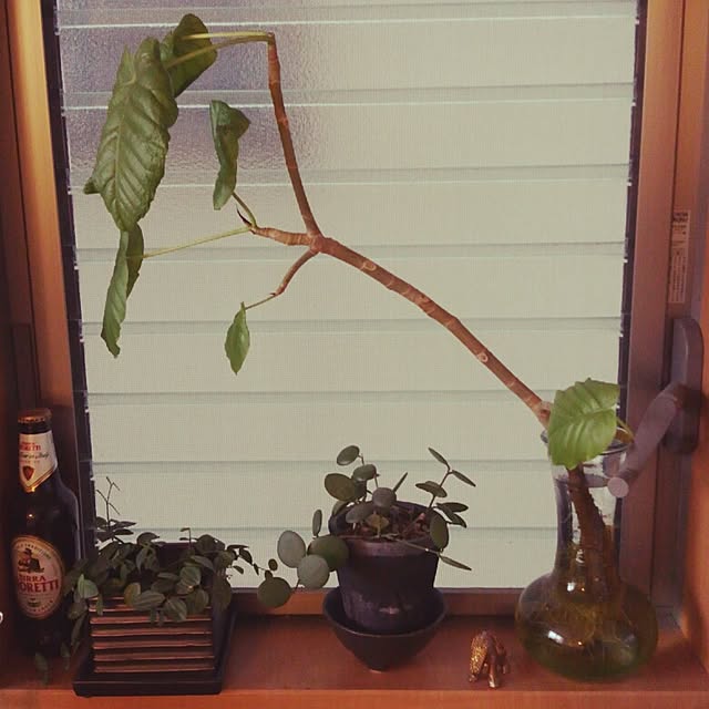 mika4946さんの実例写真