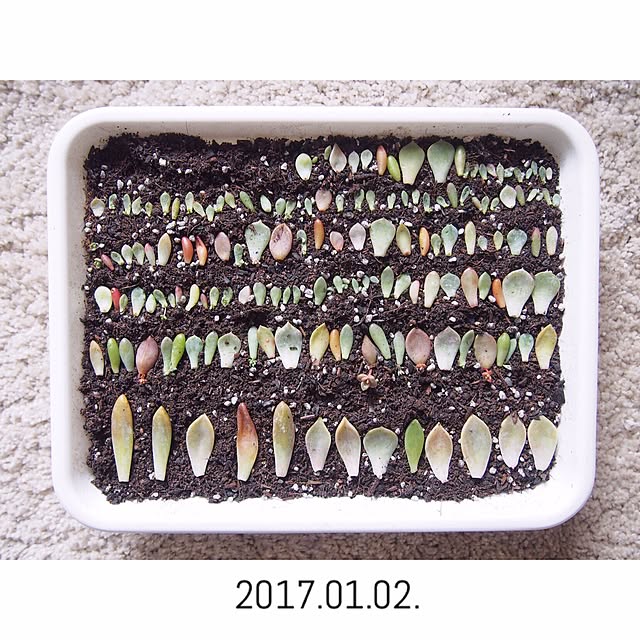 Ryoさんの実例写真