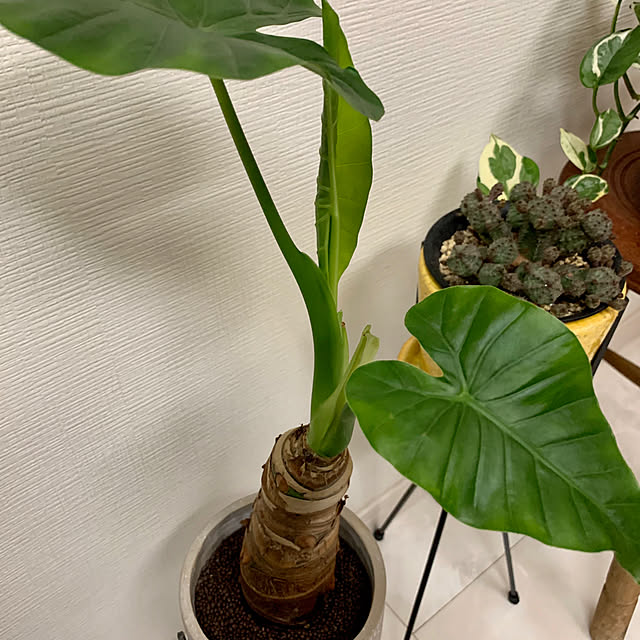 luluさんの実例写真