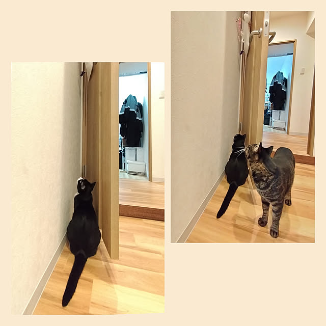hihaさんの実例写真