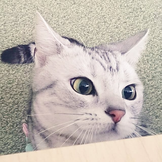 simaumaさんの実例写真