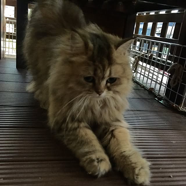 butachanさんの実例写真