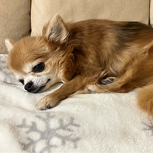 koroさんの実例写真