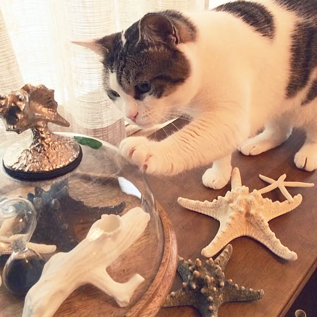 tigerさんの実例写真