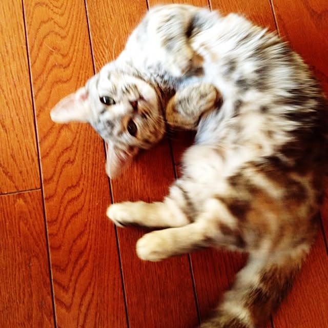 shujiさんの実例写真