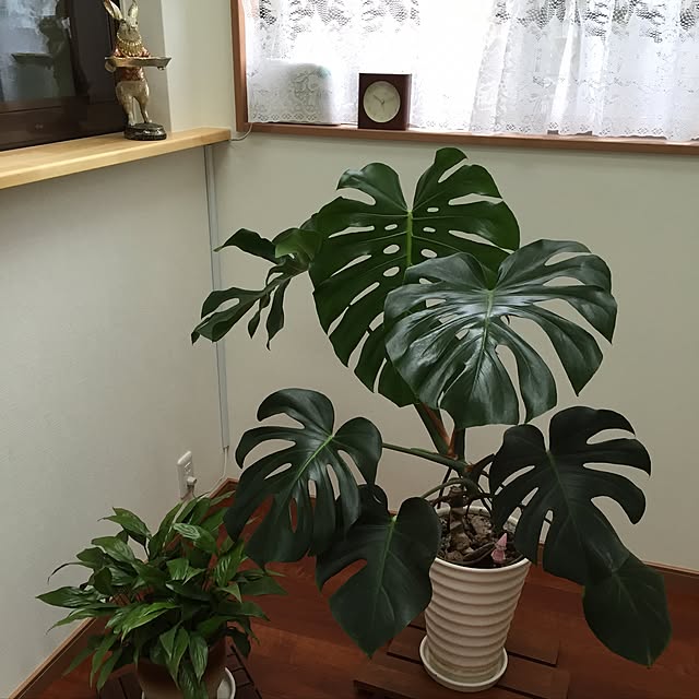 ayakaさんの実例写真