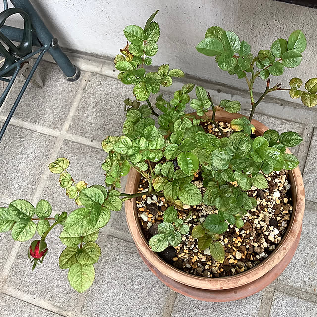 haruminさんの部屋