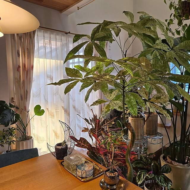 nonbiri_house_さんの部屋