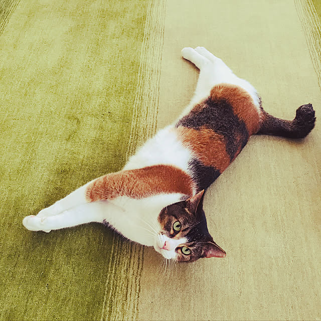 akiさんの実例写真