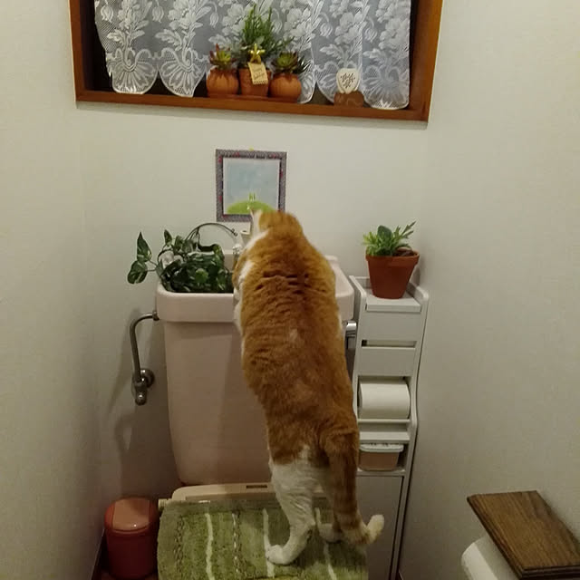 lukaorulikoさんの実例写真
