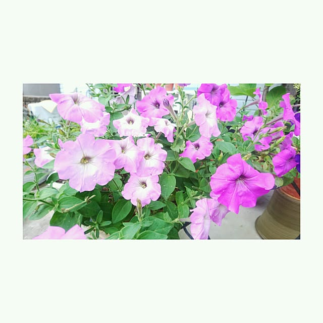 nomiさんの実例写真