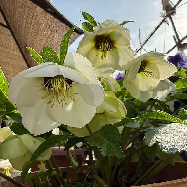 Aqettyさんの実例写真