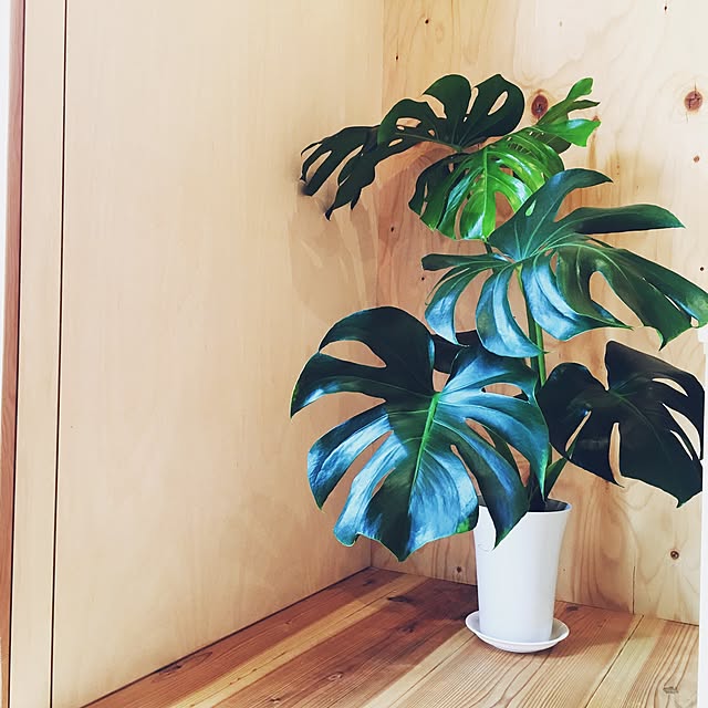 kinokoさんの実例写真