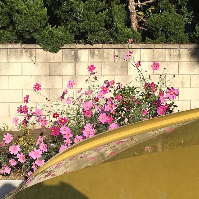 yymsさんの実例写真