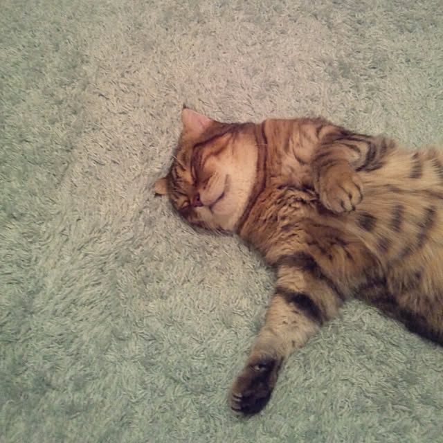 neko5673さんの実例写真