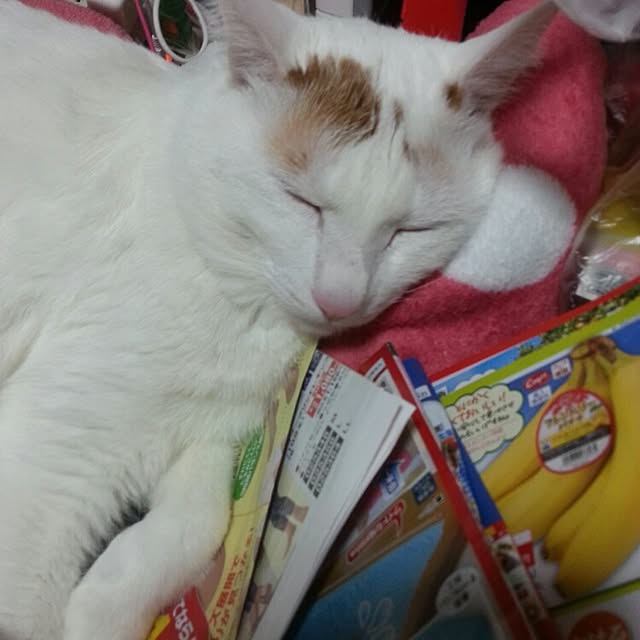 Yukikoさんの実例写真