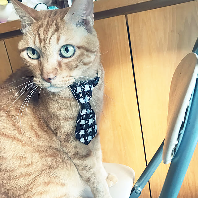 kou-kitiさんの実例写真