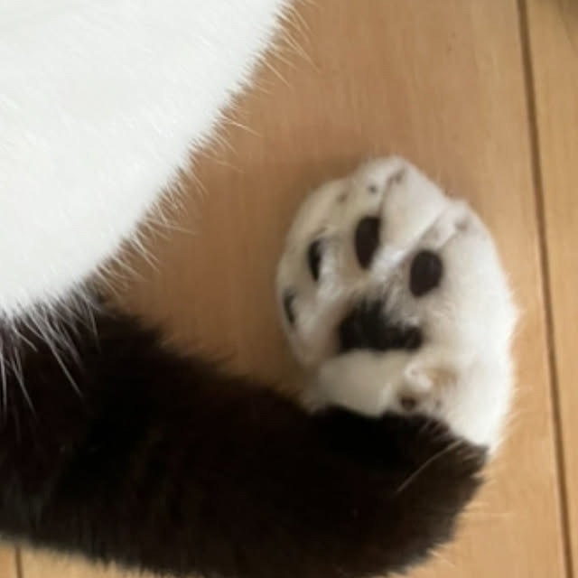 nekoさんの部屋