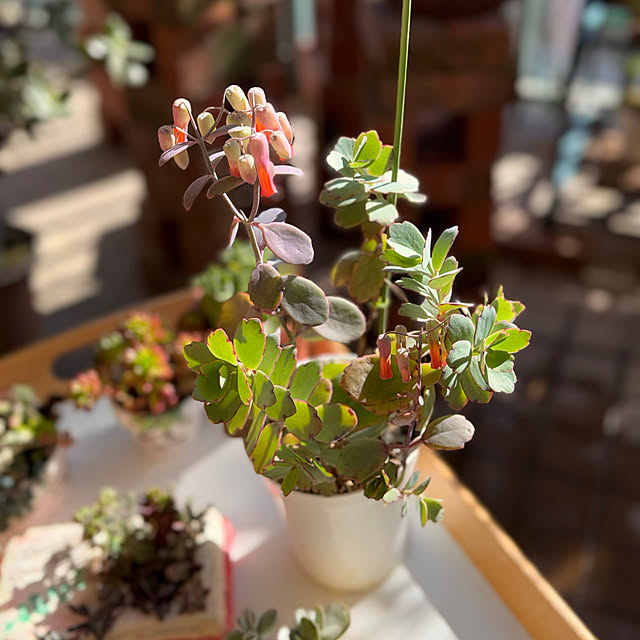 Aqettyさんの実例写真