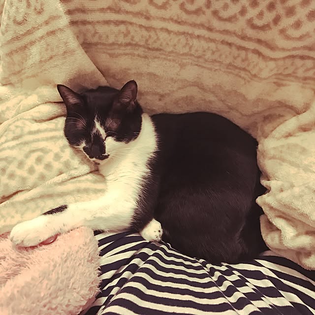 miruさんの実例写真