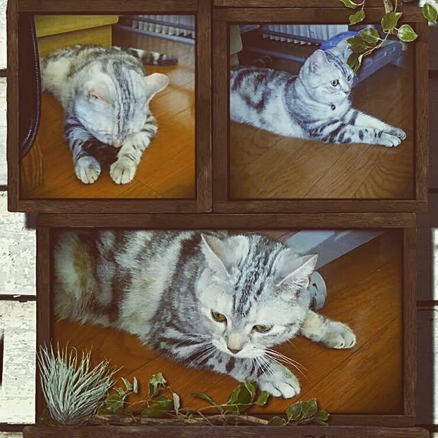 LittleMyさんの実例写真
