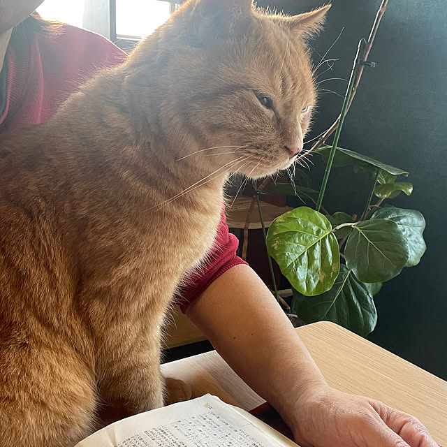 nekohagu2022さんの実例写真