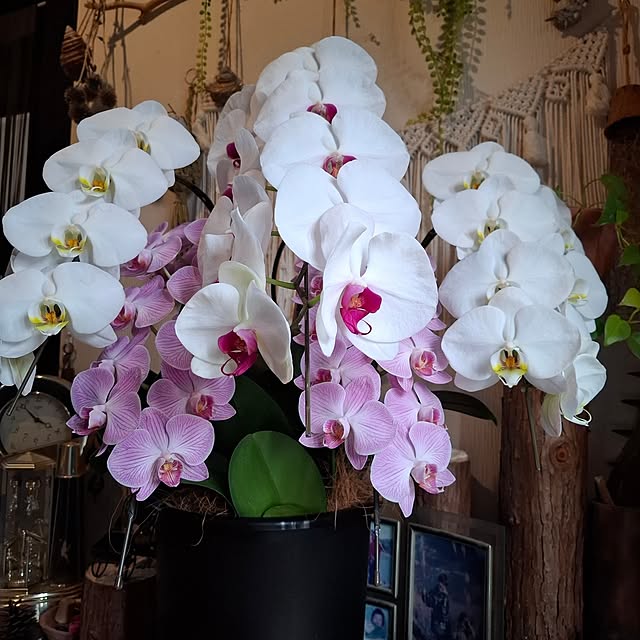 midoriさんの実例写真