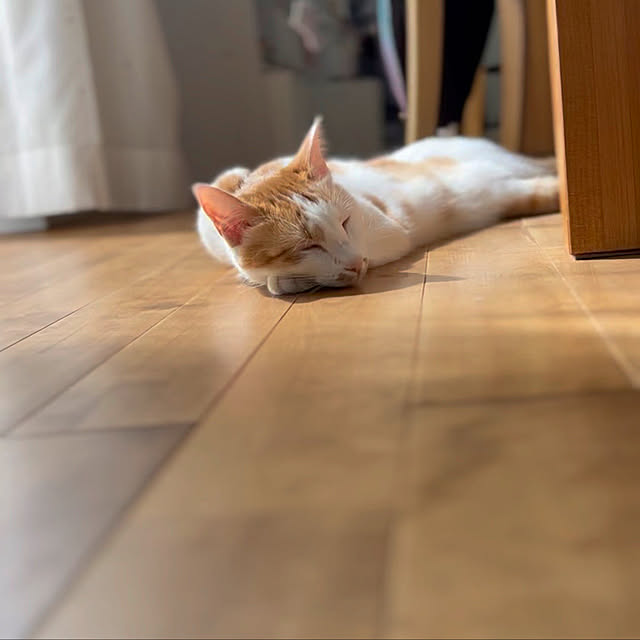 teikoさんの実例写真