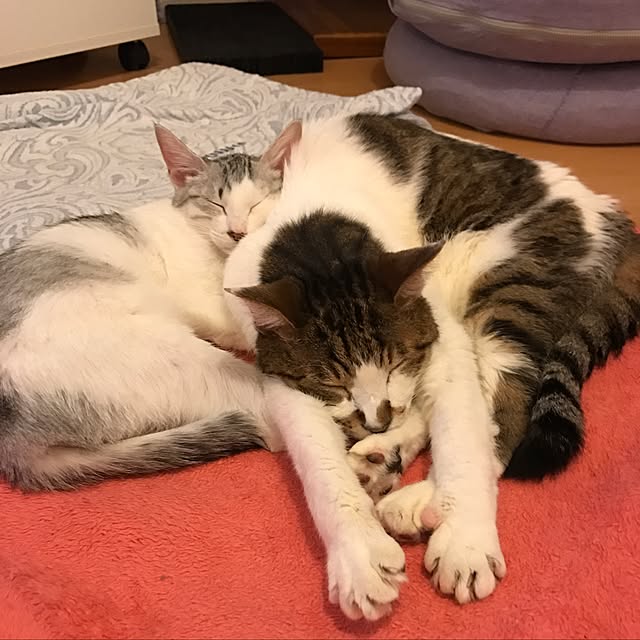 mi-mi-373さんの実例写真