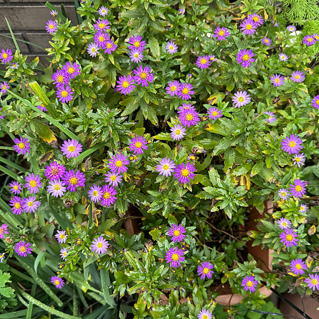 mamizaさんの部屋