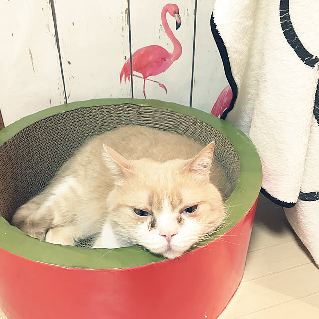 Qooさんの実例写真