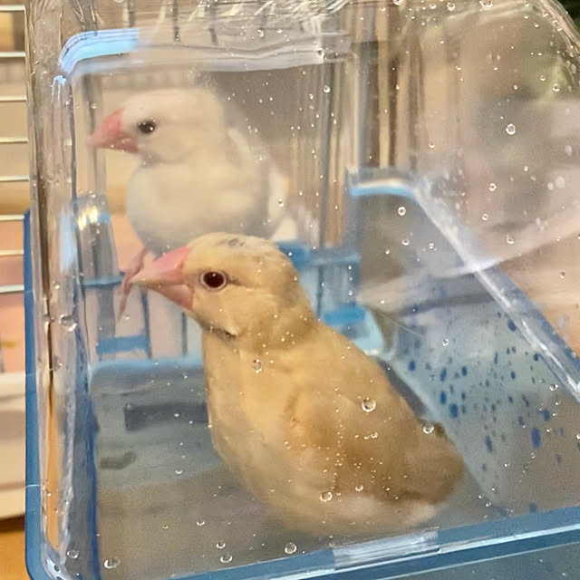 hananokaoriさんの実例写真