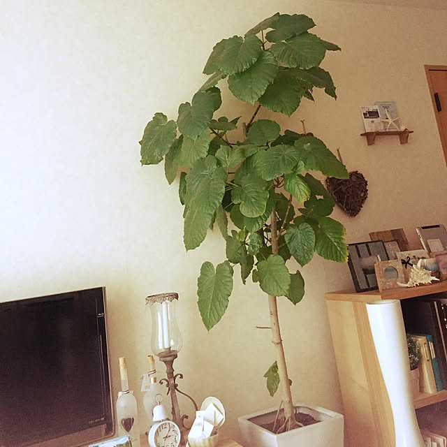 ma.koさんの実例写真