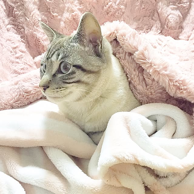 chieさんの実例写真