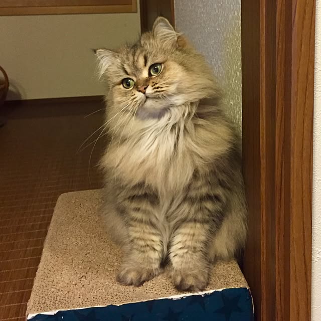 butachanさんの実例写真