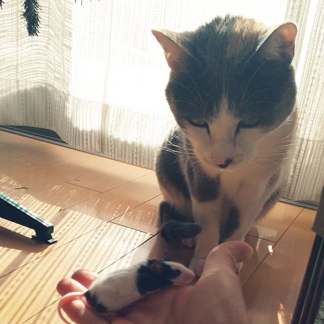 実例写真